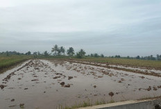 Masuk Akhir Tahun, Petani Baru Bisa Turun ke Sawah. Tahun Depan Butuh Pupuk Lebih Banyak