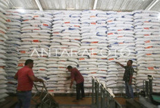 Hingga Pertengahan Mei 2025, Bulog Belanjakan Rp15,15 Triliun untuk Ketahanan Pangan