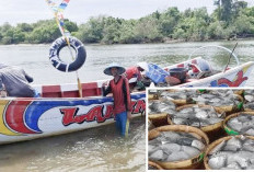 Nelayan PIM Panen Ikan Semar, Cuaca Laut Mendukung Aktivitas Melaut