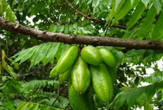 Mengungkap Rahasia dari Manfaat Daun Belimbing Wuluh yang Jarang Diketahui