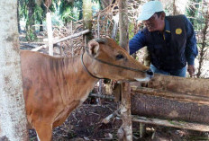 200 Dosis Vaksin Rabies dan PMK Disuntikkan ke Ternak di Puskeswan Putri Hijau