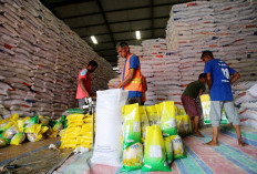 Stok Beras 3,9 Juta Ton, Menko Pangan: Pasokan Beras Aman
