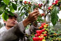 Kenaikan Harga Kopi Belum Berikan Dampak Positif Bagi Petani