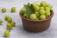 Menyibak Rahasia dari Manfaat Buah Gooseberry yang Baik Untuk Kesehatan