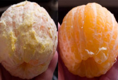 Sering Diabaikan, Ternyata Serat Putih Pada Buah Jeruk Memiliki Segudang Manfaat Kesehatan