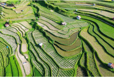 Nasi Hangat Omi dan Cita-Cita Besar Kemandirian Pangan Negeri