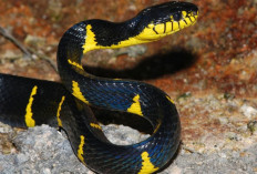  Pendaki Wajib Waspada! Ular Cincin Emas Sangat Agresif dan Memiliki Bisa Menengah