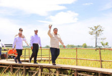 Ketahanan Pangan Indonesia Aman dan Kuat