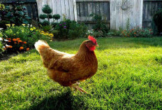 Bukan Sekadar Kembang Tidur: Pahami Makna di Balik Mimpi Ayam Masuk Rumah