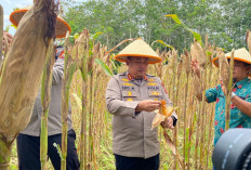 Dukung Pangan Lokal, Kapolres Bengkulu Utara Panen Jagung di Kuro Tidur
