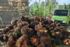 Harga Sawit di Bengkulu Utara Terus Stabil, Petani Takut Tiba-tiba Anjlok Lagi