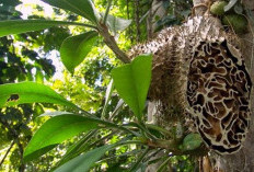 Jarang Diketahui, Ternyata Sarang Semut Untuk Kesehatan Tubuh Kita