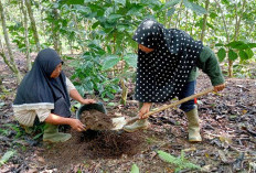 Memupuk Kopi dari Hasil Panen Pupuk Organik di Kebun Sendiri