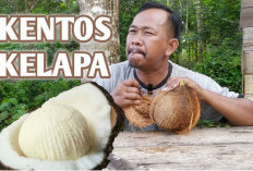 Dikenal Kaya Akan Serat ! Ini Khasiat Terselubung Dari Kentos Pada Buah Kelapa Bagi Kesehatan Tubuh