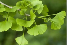 11 Manfaat Ginkgo Biloba Bagi Kesehatan Tubuh, Membantu Menjaga kesehatan mata dan Memperkuat sistem kekebalan