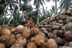 Upaya Pemerintah Mendorong Hilirisasi Komoditas Kelapa