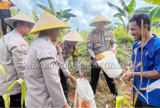 Polsek Panen Raya Jagung di Desa Karang Tengah, Bukti Dukungan Ketahanan Pangan