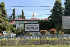 Dinas Perikanan Perkuat Produki Ikan Air Tawar