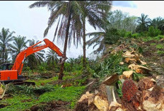 Program Replanting Sawit Berlanjut, Diserahkan Penuh ke Poktan