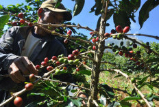 Masih Fluktuatif, Harga Kopi Bengkulu Ikuti Pasar Dunia