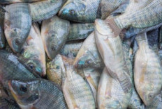 Bukan Sekedar Dijadikan Lauk Saja ! Ini Manfaat Tersembunyi Dari Ikan Nila, Bagi Kesehatan Tubuh