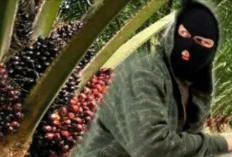 Ninja Sawit Resahkan Masyarakat, Polisi Kembangkan Kasus, 2 Tsk, 1 Pelaku DPO