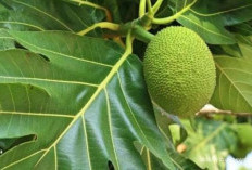 Temukan, 10 Manfaat Yang Sangat Jarang Sekali Diketahui Banyak Di Buah Sukun.