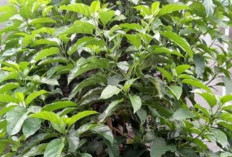 Jangan Kewatkan Obat Alami Tanpa Risiko, Ketahui Manfaat Daun Leilem Bagi Tubuh