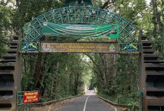 Alas Purwo: Menyingkap Misteri Hutan Tertua di Pulau Jawa