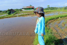 IPB Beber Cara Pemupukan Agar Padi Tumbuh Maksimal, Produksi Padi Nasional 32 Juta Ton