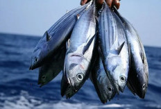 Ini Beberapa Efek Bahaya Mengkonsumsi Ikan Tuna Bila Secara Berlebih-lebihan Yang Perlu Diwaspadai.