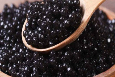 Mengenal Lebih Jauh dari Jenis-jenis Caviar Serta Cara Menikmatinya