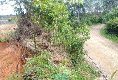 Diduga Dampak Aktivitas Tambang Batu Bara, Jalan Provinsi di Jadi Longsor