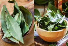 Hati-hati! Ini 7 Efek Samping dari Mengkonsumsi Daun Salam untuk Kesehatan