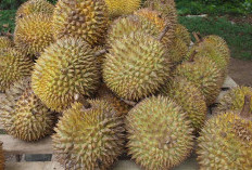 Penduduk Sumatra Jangan Sampai Tidak Tahu ! Kenali 5 Jenis Durian Unggulan Asli Sumatra Yang Legit Dan Harum