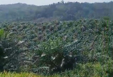 KPH Kecolongan, Puluhan Hektare HPT Diduga Masih Dikuasai Oknum Warga