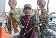  Indonesia Gandeng Vietnam Jadi Pemain Lobster Dunia