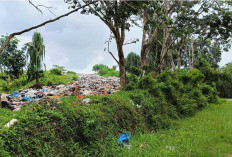 Sampah di TPA Ketahun Pamor Ganda Menggunung, Tebarkan Bau Tak Sedap