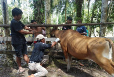 Kasus Kematian Ternak, Tunggu Hasil Laboratorium dari Lampung