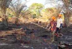Kebakaran Lahan Gambut di Mukomuko Berhasil Dipadamkan, Warga Diimbau Tak Bakar Lahan