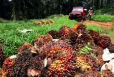   Mengubah Limbah Jadi Emas : Potensi Ekonomi di Balik Limbah Sawit