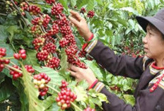 Sumatera jadi Raja Soal Produksi Kopi Indonesia 