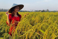 Membaca Beberapa Arti Mimpi Tentang Sawah