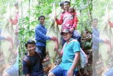 Bunga Bangkai Ditemukan di Bantaran Sungai Air Berau