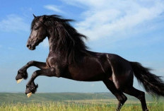 Simbol Kekuatan Batin dan Tantangan Saat Bermimpi Kuda Hitam, Begini Tafsirnya?