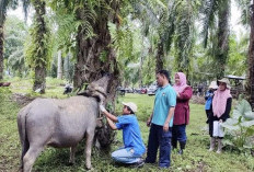 Penyakit Ngorok Berhasil Dikendalikan, Peternak Diminta Tetap Waspada