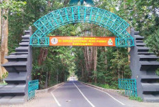 Ternyata, Ini Alasan Kenapa Alas Purwo Tak Boleh Dikunjungi Oleh Sembarangan Orang!