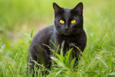 Makna Mimpi Kucing Hitam Mati, Dikejar, hingga Masuk Rumah