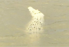 Mengulik Misteri Sepasang Buaya Putih Di Sungai Mahakam yang Dipercaya Sebagai Jelmaan Siluman 