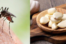 Pusing Menghadapi Banyaknya Nyamuk Dalam Rumah!Ini 7 Bahan Alami Pengusir Nyamuk Tanpa Menggunakan Obat Nyamuk